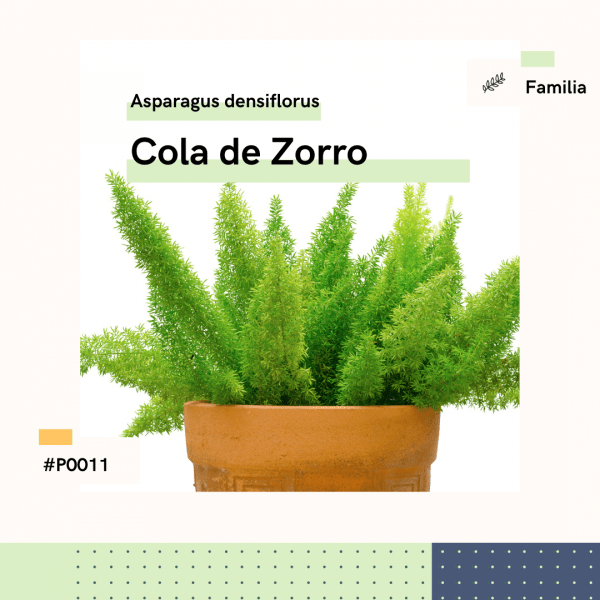P0011 Cola De Zorro Asparagus Densiflorus Helecho Planta Replanto