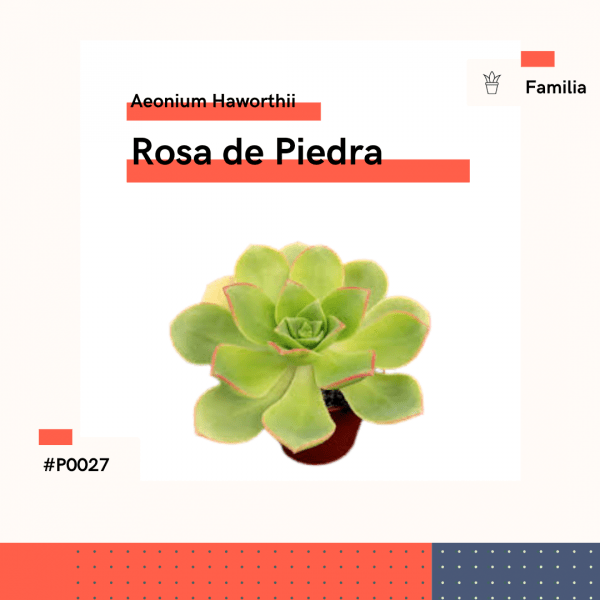 P0027 Rosa De Piedra Aeonium Haworthii Suculenta Planta Replanto