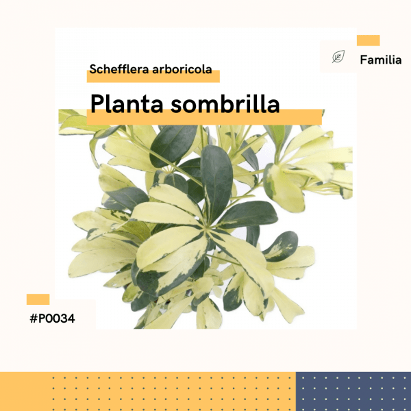 P0034 Planta Sombrilla Schefflera Arboricola Hojas Planta Replanto