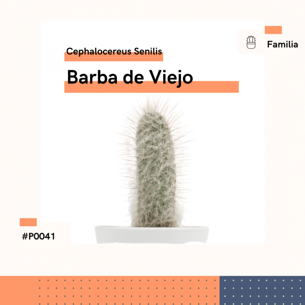P0041 Barba De Viejo Cephalocereus Senilis Cactus Planta Replanto