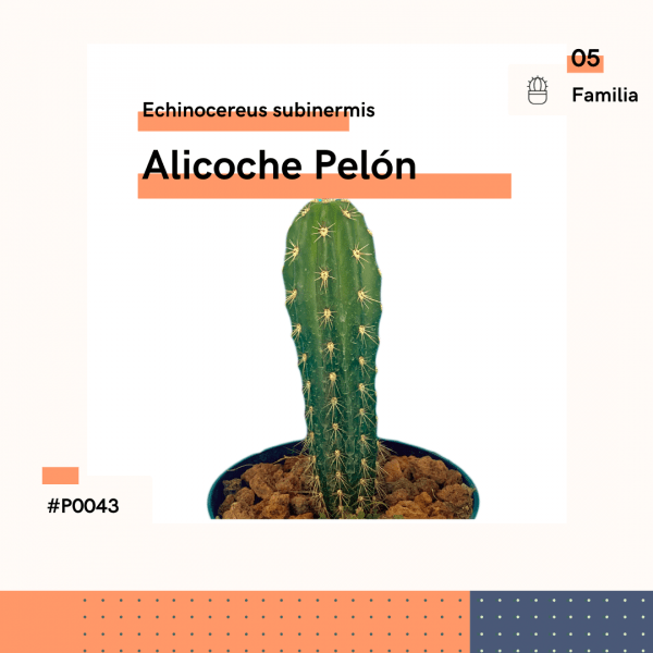 P0043 Alicoche Pelón Echinocereus Subinermis Cactus Planta Replanto