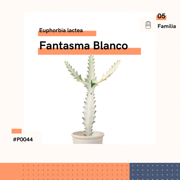 P0044 Fantasma Blanco Euphorbia Lactea Cactus Planta Replanto