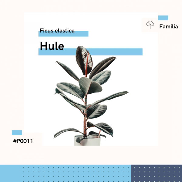 P0051 Hule Ficus Elastica Árbol Planta Replanto