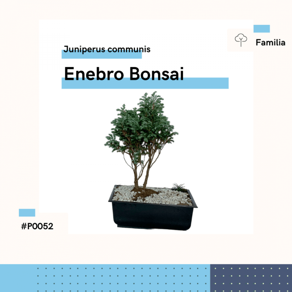 P0052 Enebro Bonsai Juniperus Communis Arbol Planta Replanto