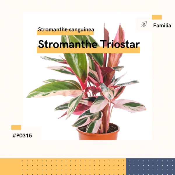 P0315 Stromanthe Triostar Stromanthe Hojas Planta-Replanto