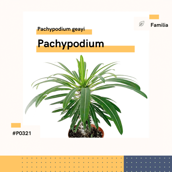 P0321 Pachypodium Pachypodium Geayi Hojas Planta Replanto