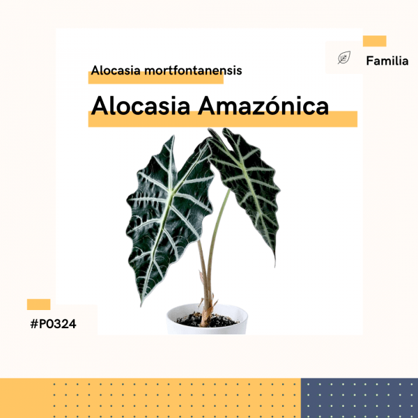 P0324 Alocasia Amazónica Alocasia Mortfontanensis Hojas Planta Replanto