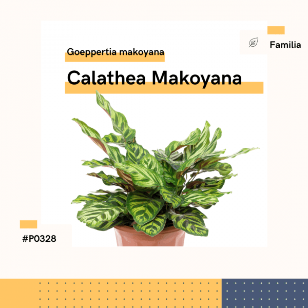 P0328 Calathea Makoyana Goeppertia Makoyana Hojas Planta-Replanto