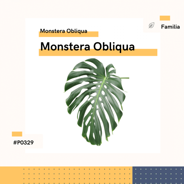 P0329 Monstera Obliqua Monstera Obliqua Hojas Planta Replanto