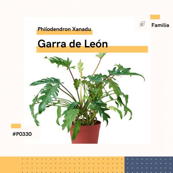 P0330 Garra De León Xanadu Philodendron Hojas Planta-Replanto