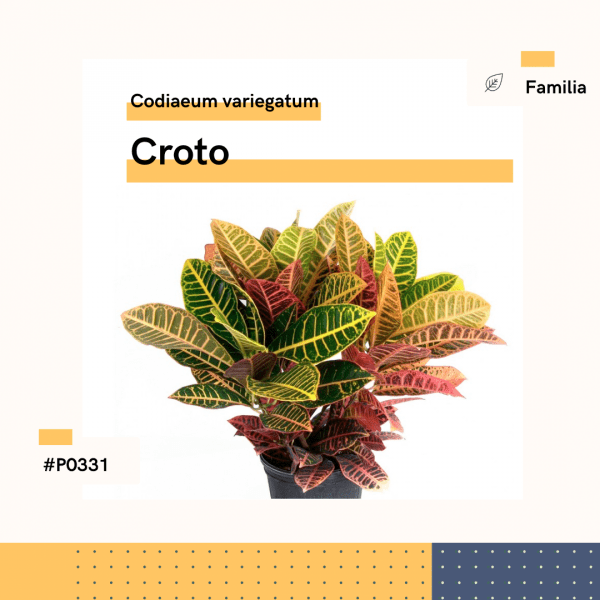 P0331 Croto Codiaeum Variegatum Hojas Planta Replanto