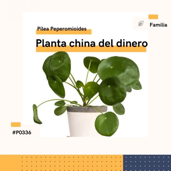 P00336 Planta China Del Dinero Pilea Peperomioides Hojas Planta Replanto