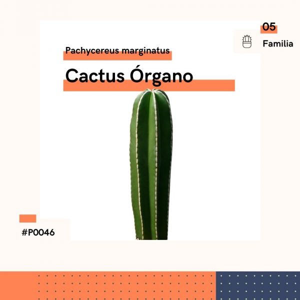 P0046 Cactus Organo Pachycereus Marginatus Cactus Planta Replanto